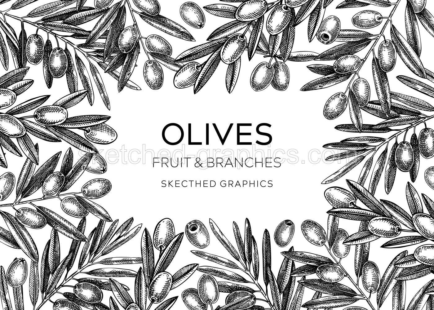 Sketched olive tree branches frame design. Hand drawn fruit and leaves background in engraved style. Vegetable oil ingredients banner template for print. Olive plant sketches isolated on white Illustration